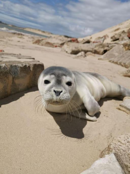 BerckCozy D'Opale Charmant T1 Bord De Mer Cour Privee Et Clot Wifi 3 Pers Animaux Acceptes Gratuit公寓 外观 照片