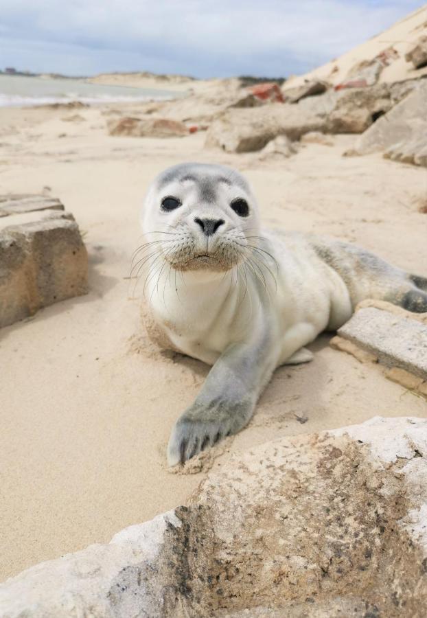 BerckCozy D'Opale Charmant T1 Bord De Mer Cour Privee Et Clot Wifi 3 Pers Animaux Acceptes Gratuit公寓 外观 照片